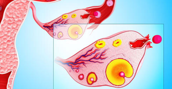 邵逸夫试管移植成功率高吗