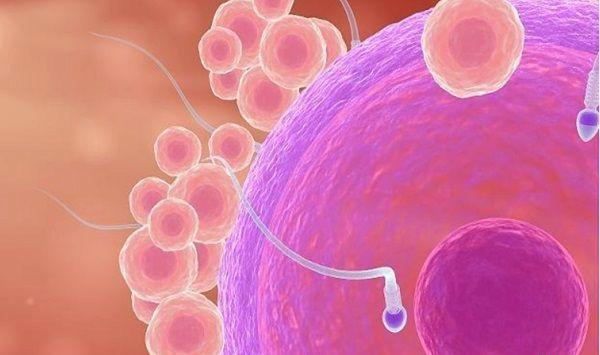 正常精卵结合过程