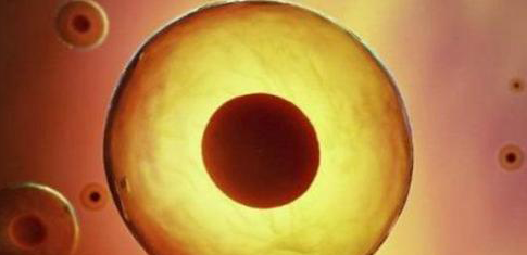 胚胎什么时候移植好