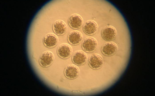 胚胎移植一次多少钱