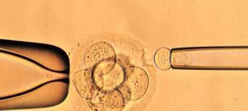 公务员冻胚胎十年