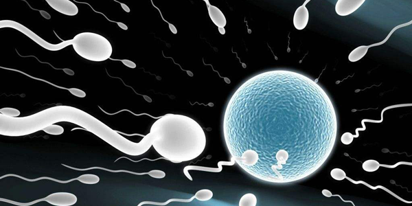 试管婴儿如何正确辨认卵子质量