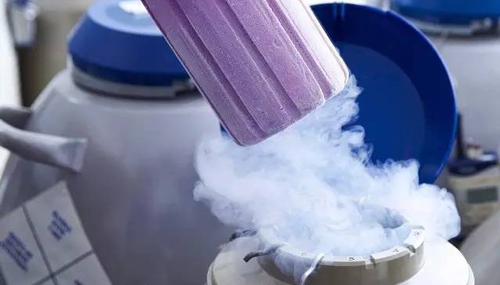 胚胎移植是在什么时期移植的