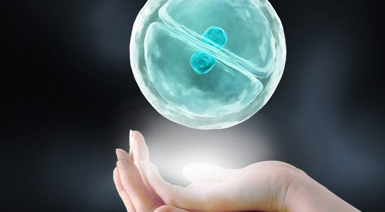 鲜胚移植怎么样