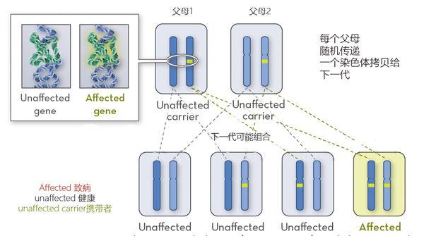 异戊酸血症患者遗传概率