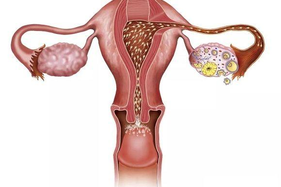 试管婴儿进周促排