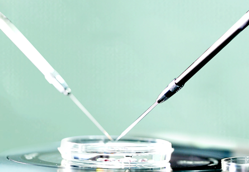 实验室内胚胎培养