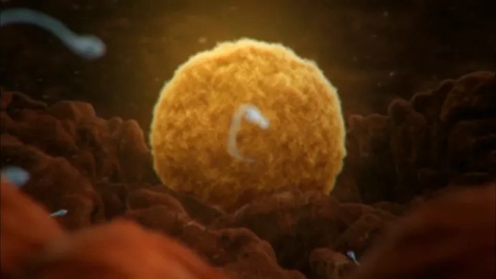 在国内直接用别人捐赠的胚胎进行试管移植是不合法的。