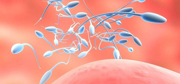 临床上G1和G2卵子较多