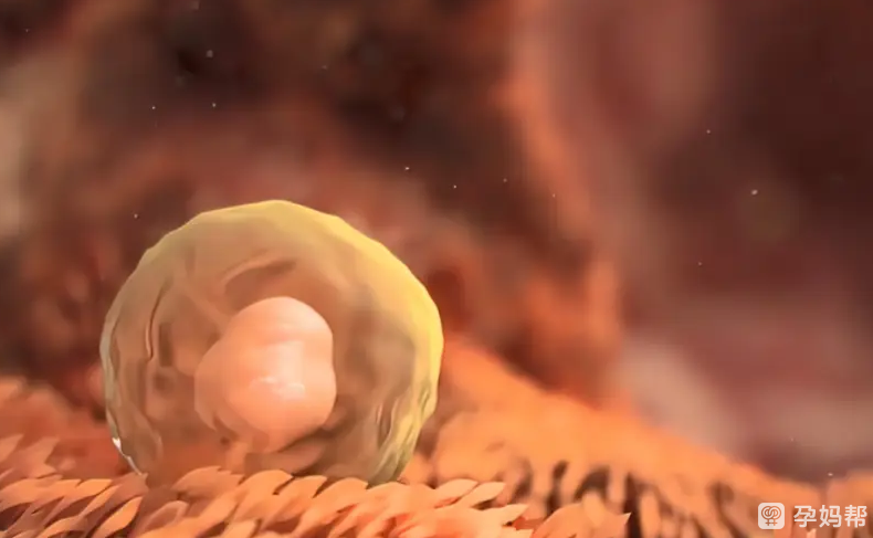 国内正规生殖医院有成立卵子库