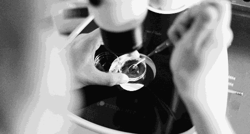 胚胎解冻后准备移植