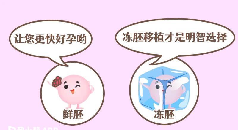 鲜胚移植和冻胚移植各有好处