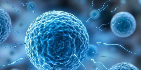 试管婴儿卵子质量如何评估