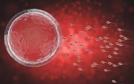 移植冻囊胚的第四天就测出来双杠是成功怀孕了吗? 移植冻囊胚的第四天就测出来双杠是成功怀孕了吗?