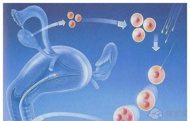 2022在上海仁济医院试管婴儿成功率高不高？